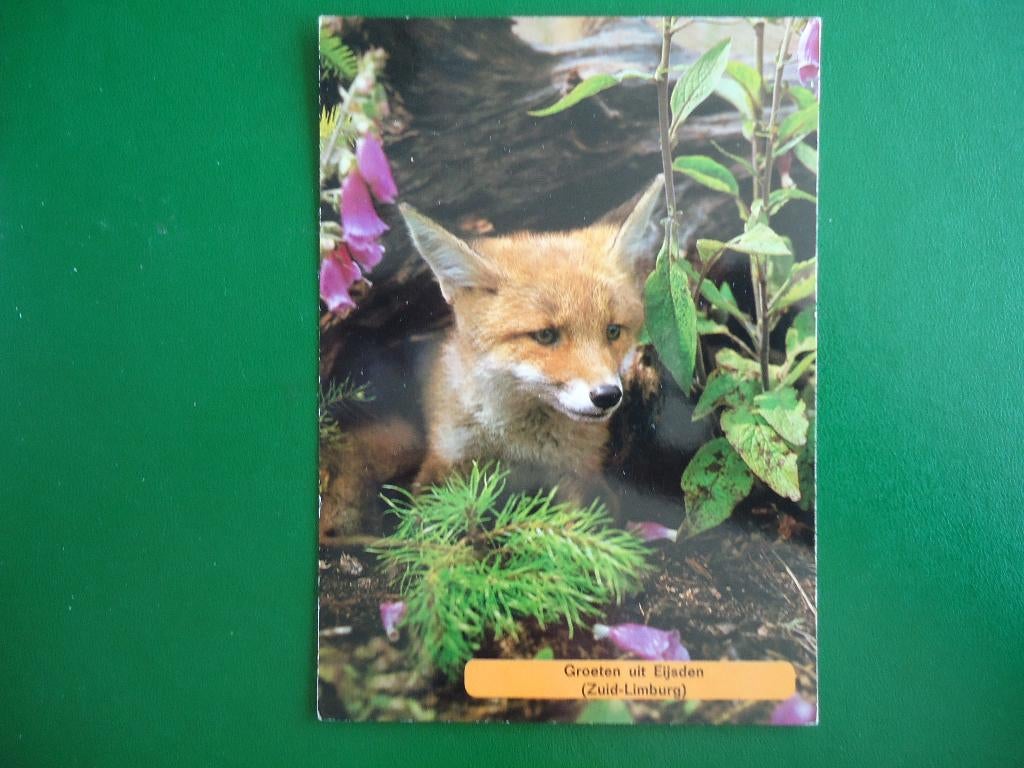 (1000) Dierenkaart: VOS, Verzenden, 1980 tot heden, Ongelopen, Wild dier
