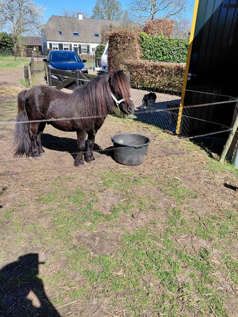 Staat ter dekking info 06 40673262, Dieren en Toebehoren, Paarden en Pony's | Dekhengsten en Fokmerries, Hengst