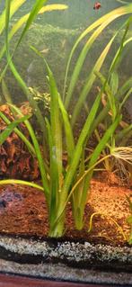 Vallisneria Spiralis aquarium plant, Ophalen of Verzenden, Nieuw, Plant(en), Steen of Hout