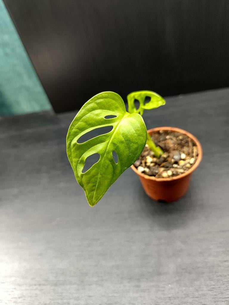 Monstera adansonii stekje 5, Ophalen, Overige soorten, Halfschaduw, Minder dan 100 cm