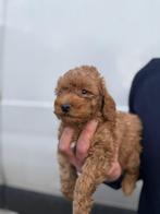 Prachtige toy poedels!, Dieren en Toebehoren, Poedel, 8 tot 15 weken, Parvo, Meerdere
