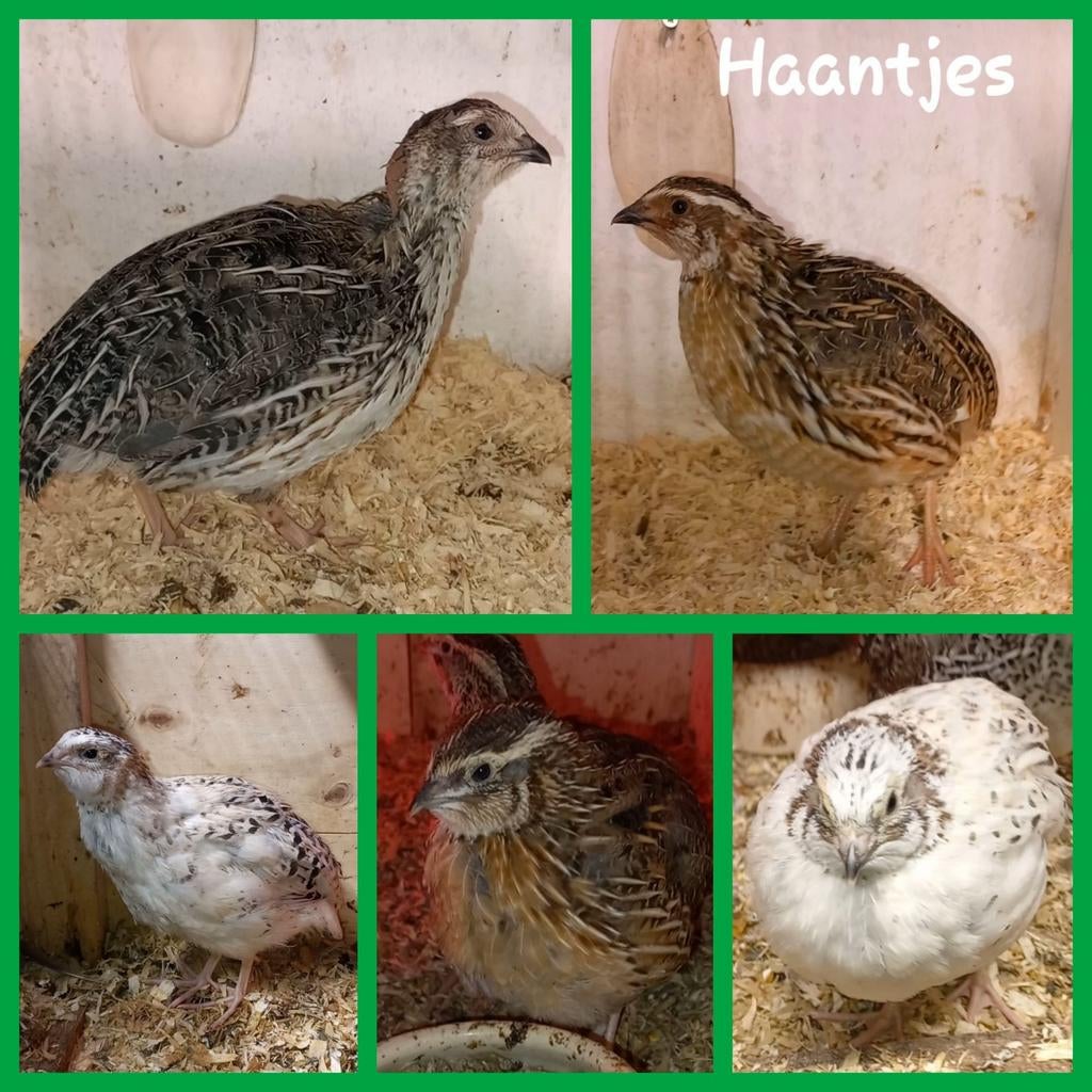 Diverse haantjes Japanse kwartels, Mannelijk