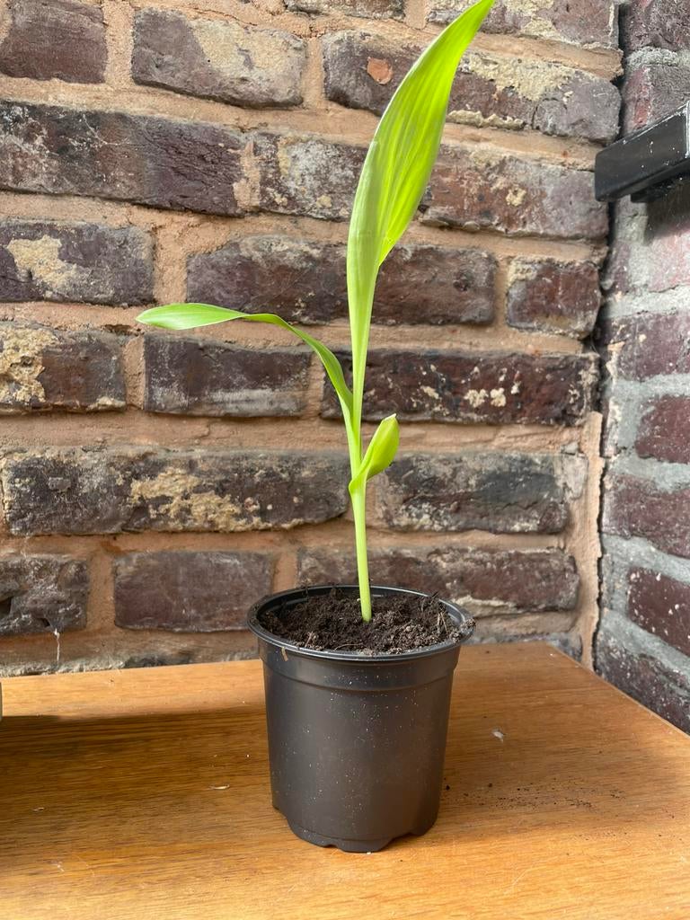 Jonge canna plantjes, Ophalen of Verzenden, Halfschaduw, Minder dan 100 cm