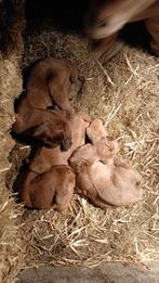 Fleslam red Kalahary boerbokje, Dieren en Toebehoren, Mannelijk