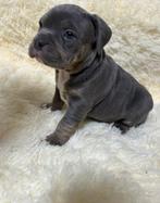 Prachtige pocket bully pup op zoek naar een goude mand, 8 tot 15 weken, Parvo, Meerdere, Meerdere dieren