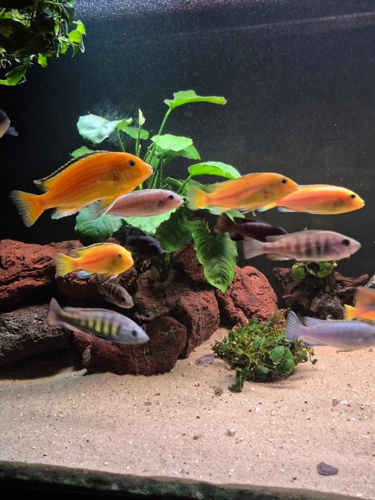Malawi cichliden bestand, Dieren en Toebehoren, Vissen | Aquariumvissen, Vis