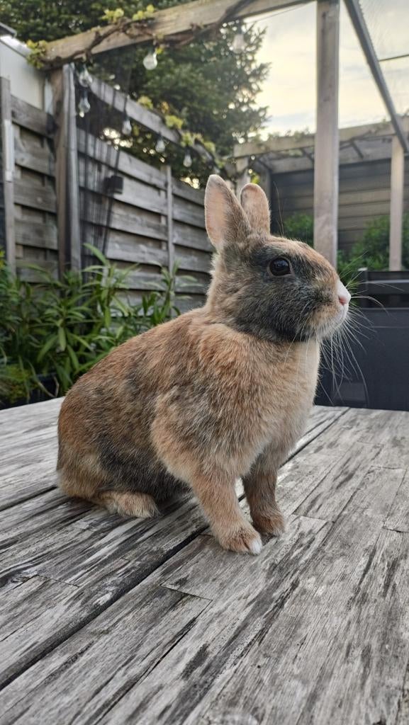 Goed huisje gezocht voor voedster konijn, Dieren en Toebehoren, Vrouwelijk, Dwerg, 0 tot 2 jaar