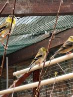 Treursijzen B.E.C. 2025
(2 mannen) te koop, Mannelijk