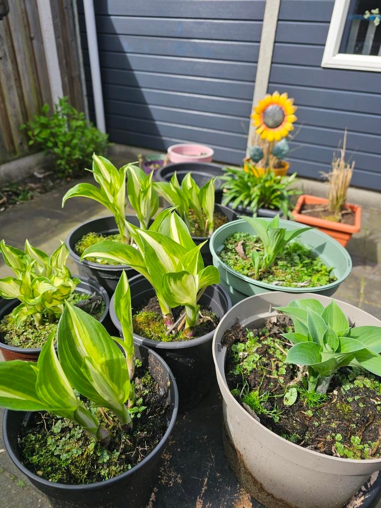 Goed gewortelde hosta s 4,95 pst, Tuin en Terras, Planten | Tuinplanten, Ophalen, Vaste plant, Overige soorten, Halfschaduw