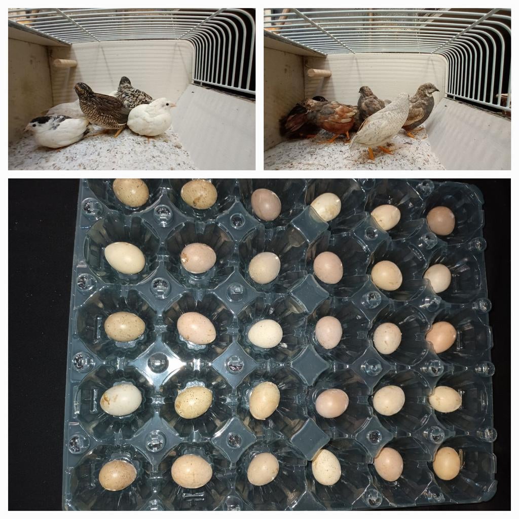 Japanse kwartels chinese kwartel eitjes eieren, Dieren en Toebehoren, Wandelende tak