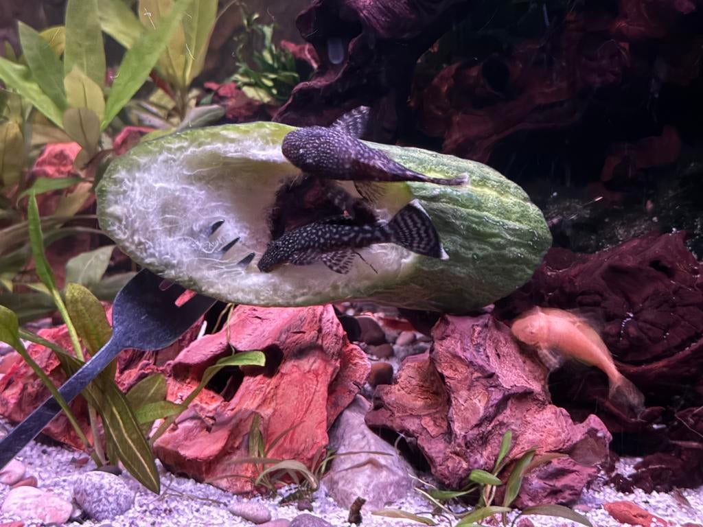 Ancistrus Borstelneus pleco algeneteter, Dieren en Toebehoren, Vissen | Aquariumvissen, Vis