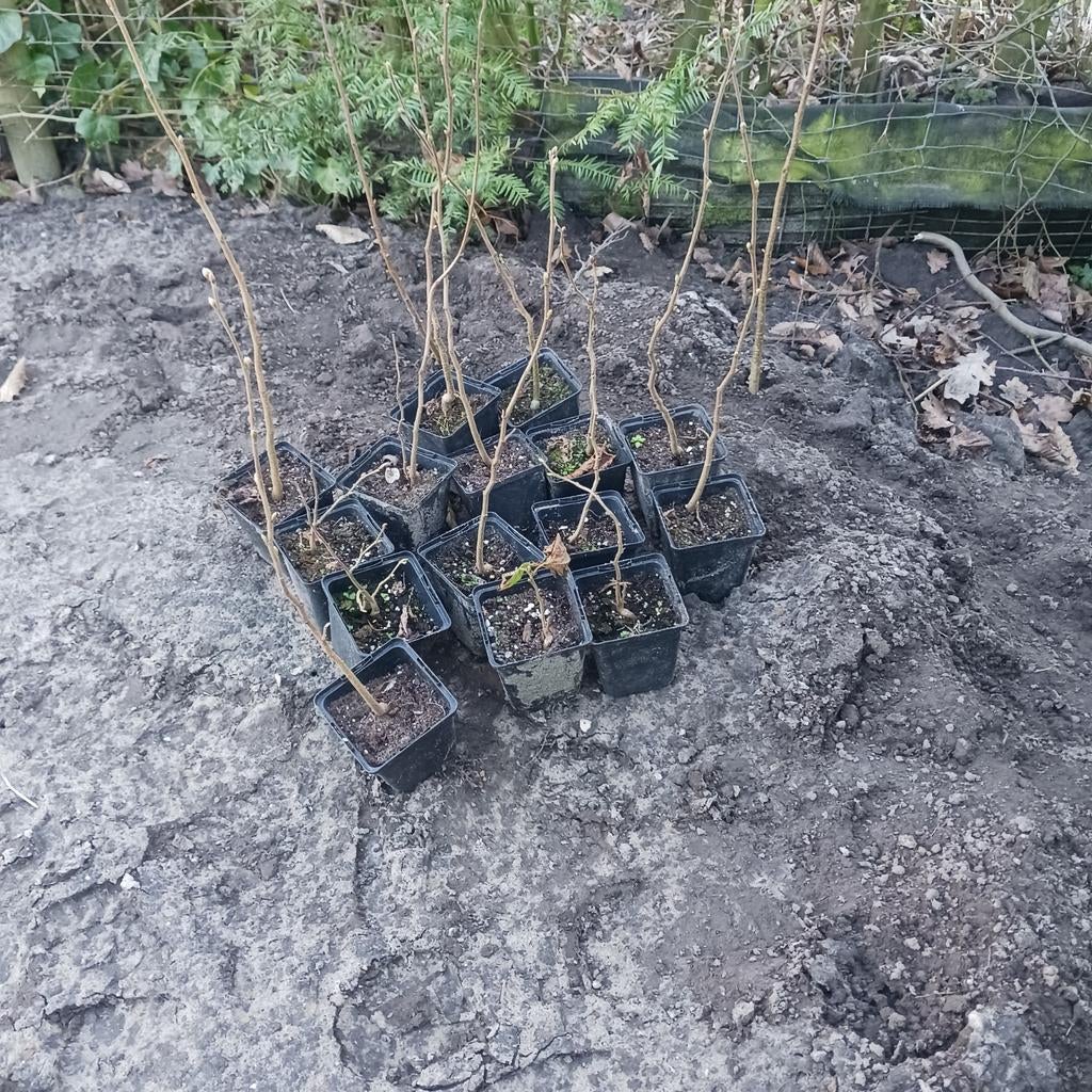 Hazelaar planten, Ophalen, Volle zon, Overige soorten, Minder dan 100 cm