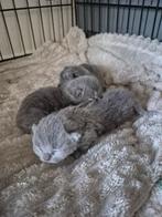 “Britse Korthaar/Langhaar kittens – 2 katers & 1 poes –, Meerdere dieren, Ontwormd