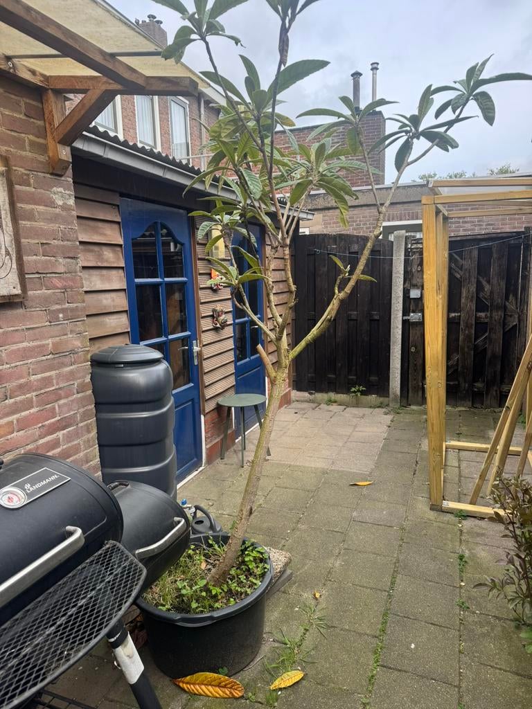 Japanse mispel Loquat boom, Overige soorten, 100 tot 250 cm, Zomer, Ophalen