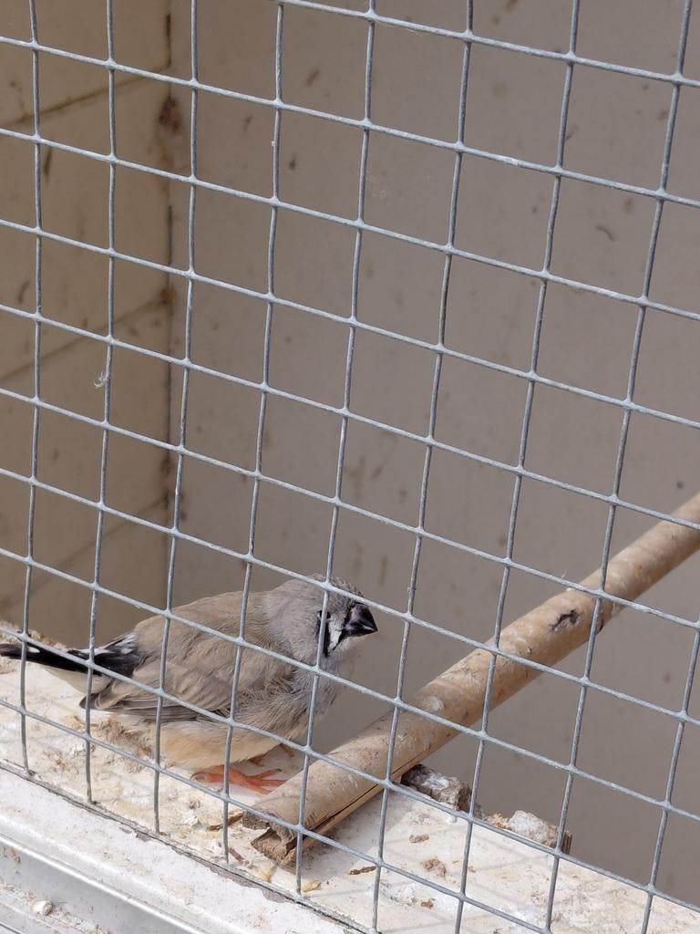 Te koop jonge zebravinken, Dieren en Toebehoren, Vogels | Overige Vogels, Meerdere dieren