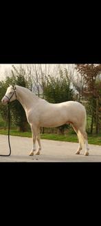 Mooie welsh pony's, Dieren en Toebehoren, Pony's, Met stamboom, Niet van toepassing, Hengst, 3 tot 6 jaar