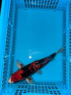 Te koop; Prachige japanse koi goshiki 40cm koi vijvervis, Karper of Koi