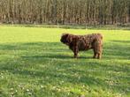 Schotse hooglander Kalfjes en koe, Dieren en Toebehoren, Runderen, Meerdere dieren, 0 tot 2 jaar