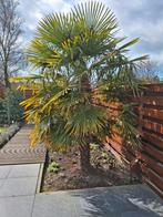 Palmboom  (Trachycarpus Fortunei), Tuin en Terras, Planten | Tuinplanten, Volle zon, Vaste plant, Winter, Ophalen