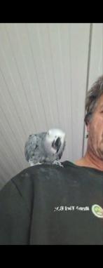 Grijze roodstaart papagaai, Mannelijk, Papegaai, Tam