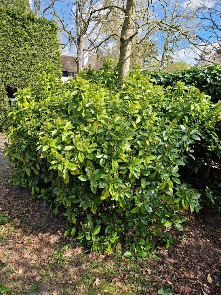 Gratis broodboom, meerdere struiken, Ophalen, Overige soorten, Struik, 100 tot 250 cm