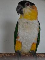 Kweek pop zwartkop caique te koop, Dieren en Toebehoren, Vrouwelijk, Papegaai