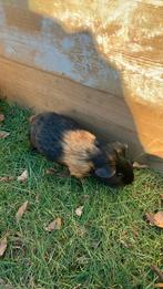 Cavia, Dieren en Toebehoren, September, Vrouwelijk, Cavia