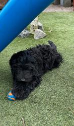 Prachtige Zwarte Labradoodle Pups Australian, Parvo, 8 tot 15 weken, Labrador retriever, Meerdere