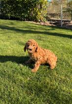 Mini Doodle (Dwerg Poedel x Mini Labradoodle) pups, Poedel, Parvo, Nederland, 8 tot 15 weken