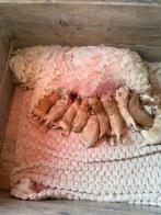 Mooie maltipoo ‘s zoeken een warm thuis, Dieren en Toebehoren, Overige rassen, 8 tot 15 weken, Parvo, Meerdere