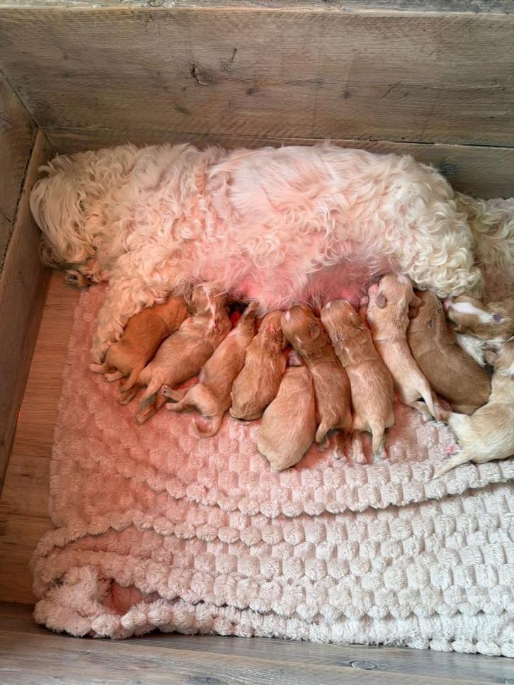 Mooie maltipoo ‘s zoeken een warm thuis, Dieren en Toebehoren, Honden | Chihuahua's en Gezelschapshonden, Meerdere dieren, Overige rassen