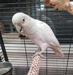 Lieve goffini kaketoe, Dieren en Toebehoren, Vogels | Parkieten en Papegaaien, Geslacht onbekend, Papegaai, Pratend