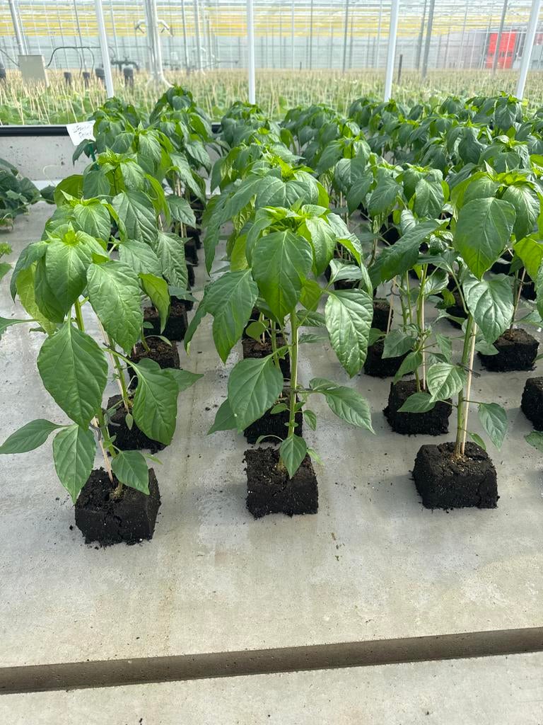 Spaanse pepers - Mooie planten uit Westland/Brielle, Tuin en Terras, Planten | Tuinplanten, Ophalen, Volle zon, Eenjarig, Zomer