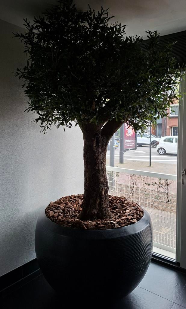 NIEUW grote kunst olijfboom 240cm met grote pot, Tuin en Terras, Planten | Bomen, 100 tot 250 cm, Olijfboom, Zomer, Ophalen