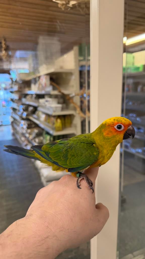 Zonparkieten, Dieren en Toebehoren, Meerdere dieren, Parkiet, Geringd