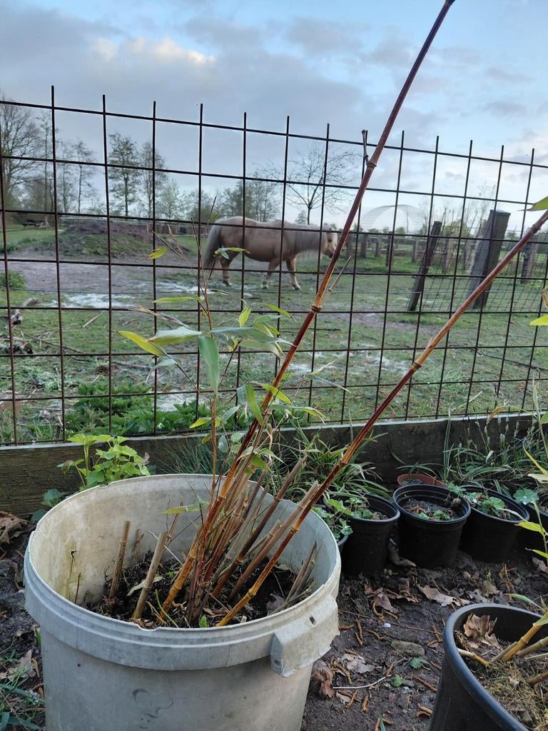 Bamboe planten 3 stuks, Ophalen, Bloeit niet, Halfschaduw, Overige soorten