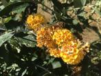 Stekken van Buddleja Weyeriana Sungold te koop, Tuin en Terras, Planten | Tuinplanten, Volle zon, Vaste plant, Zomer, Ophalen