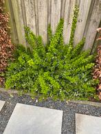 bontbladige kardinaalsmuts planten, Ophalen, Overige soorten, Minder dan 100 cm