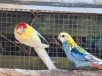 koppel bleekkop rosella's, Dieren en Toebehoren, Vogels | Parkieten en Papegaaien, Meerdere dieren, Parkiet, Geringd