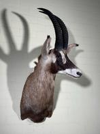 Opgezette roan antilope, Ophalen, Zo goed als nieuw, Vogel, Opgezet dier