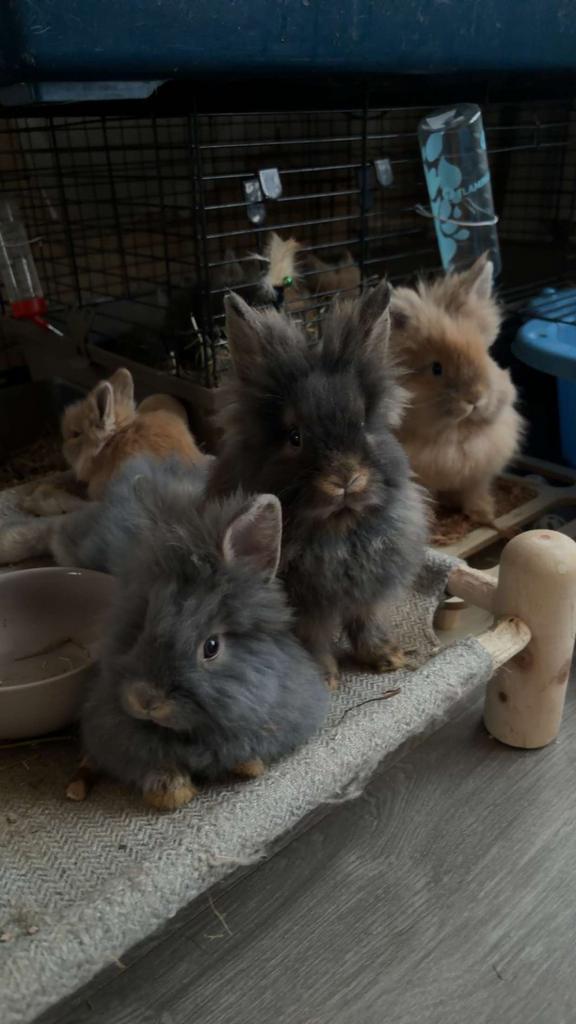 Vos konijntjes, Dieren en Toebehoren, Konijnen, Vrouwelijk, Dwerg, 0 tot 2 jaar