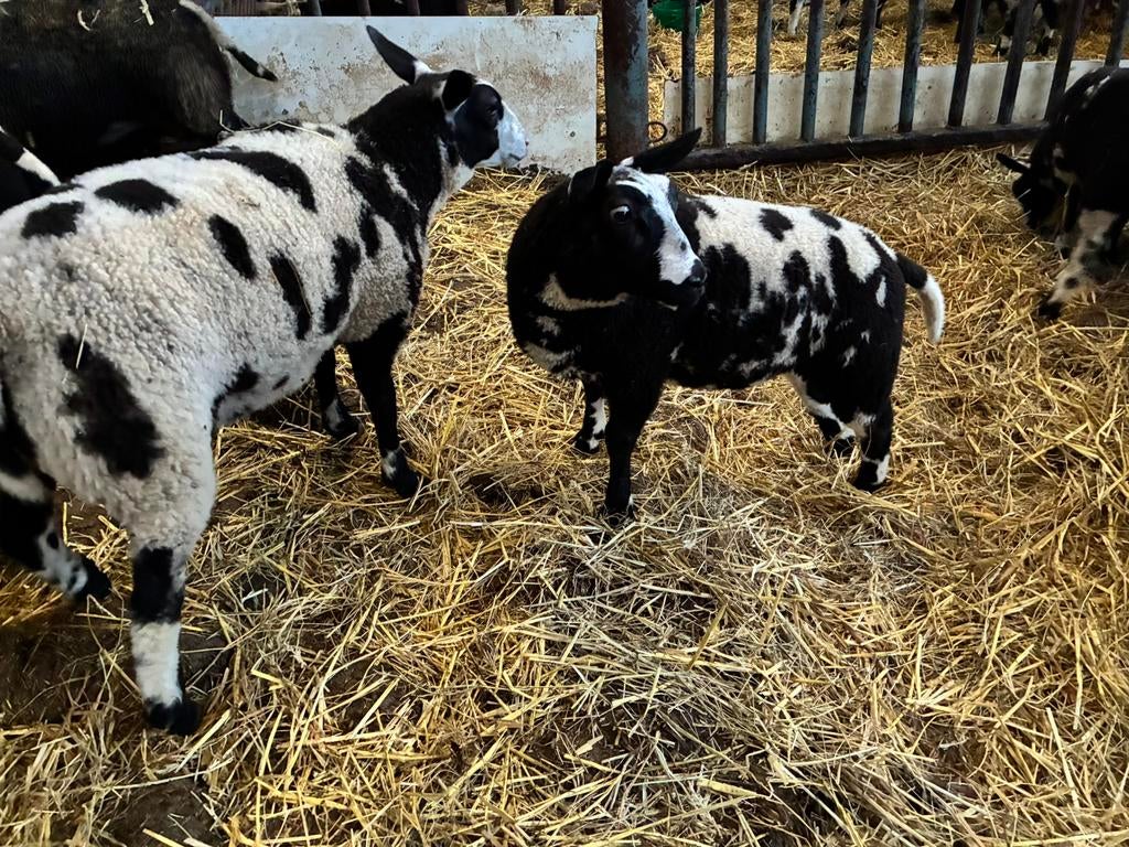 Jonge ooien, Dieren en Toebehoren, Schapen, Geiten en Varkens, Vrouwelijk, Schaap