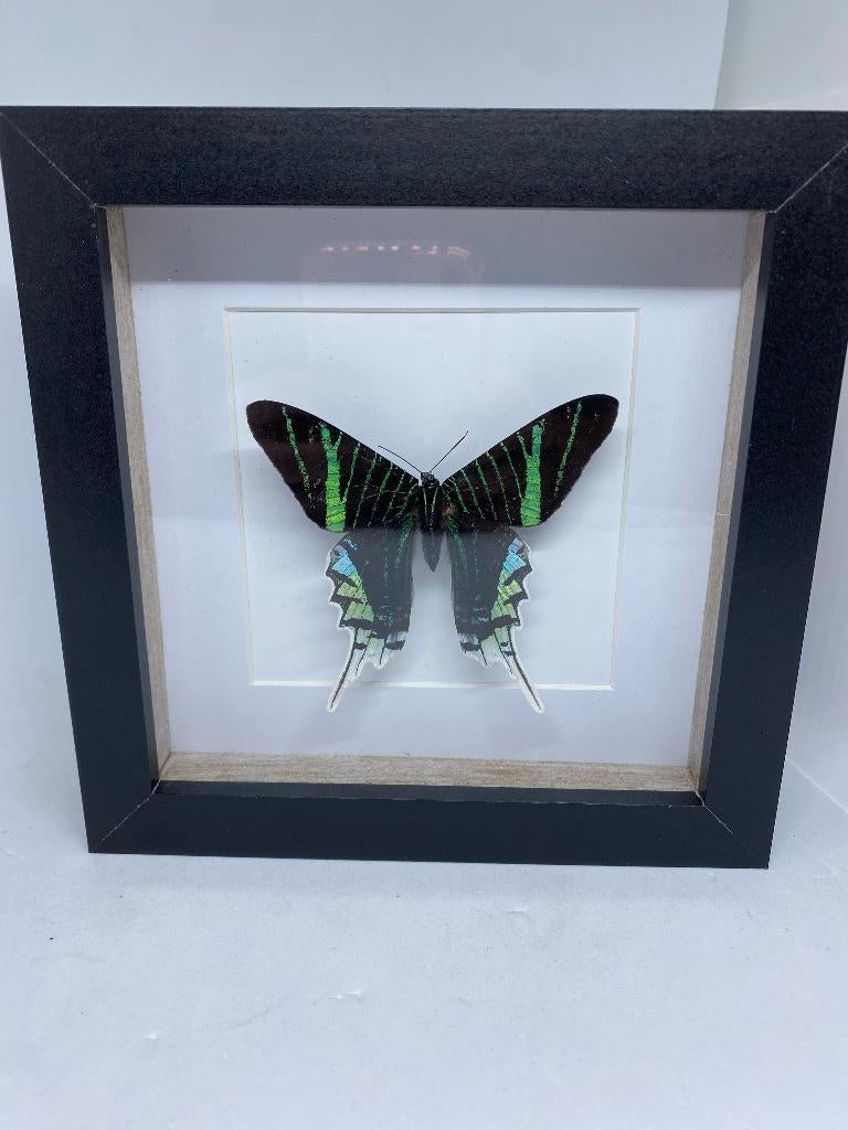 vlinder Urania Leilus, Verzamelen, Dierenverzamelingen, Ophalen of Verzenden, Nieuw, Insect, Opgezet dier