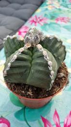 CACTUS ASTROPHYTUM GROTE BOLLEN PLANTEN, Ophalen of Verzenden, Minder dan 100 cm, Volle zon, In pot