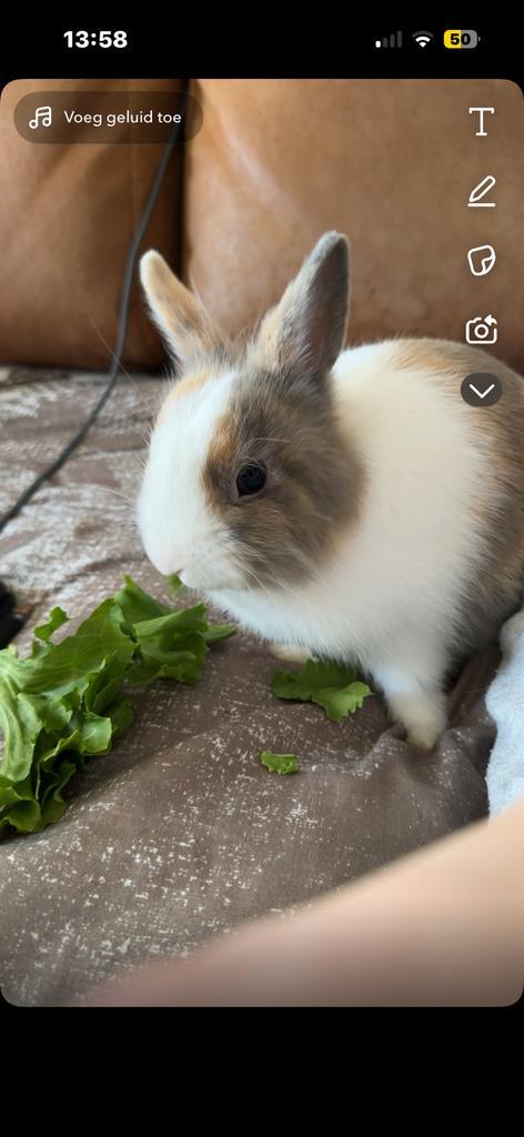Tam lief Konijntje, Dieren en Toebehoren, Konijnen, Klein, Mannelijk
