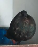 GADIDANO DOFFER, Mannelijk, Kropper