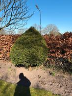 Mooie taxus in vorm circa 2m x 2m, Ophalen, Bloeit niet, Halfschaduw, Overige soorten