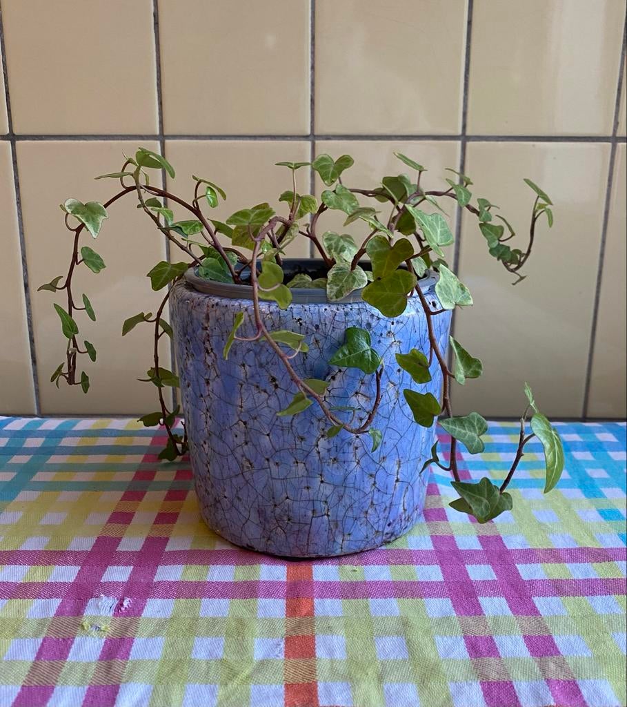 Klimop (Hedera helix), Tuin en Terras, Planten | Tuinplanten, Ophalen, Vaste plant, Bloeit niet, Halfschaduw