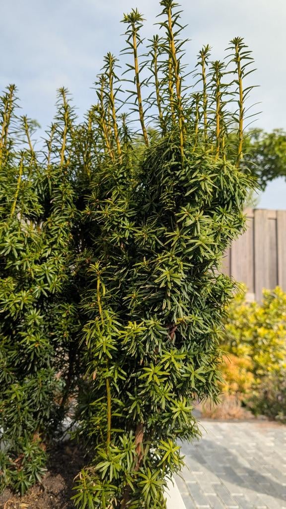 Taxus Baccata - Ideaal voor hagen en vormsnoei, Vaste plant, Bloeit niet, Halfschaduw, Ophalen