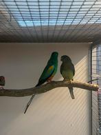 koppel veelkleuren parkieten, Meerdere dieren, Parkiet, Geringd